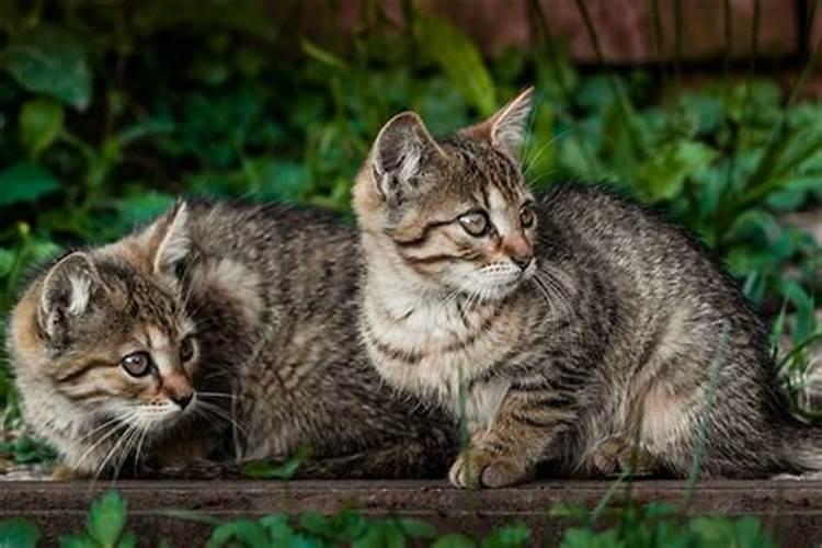 梦见猫生小猫后小猫死了又活了