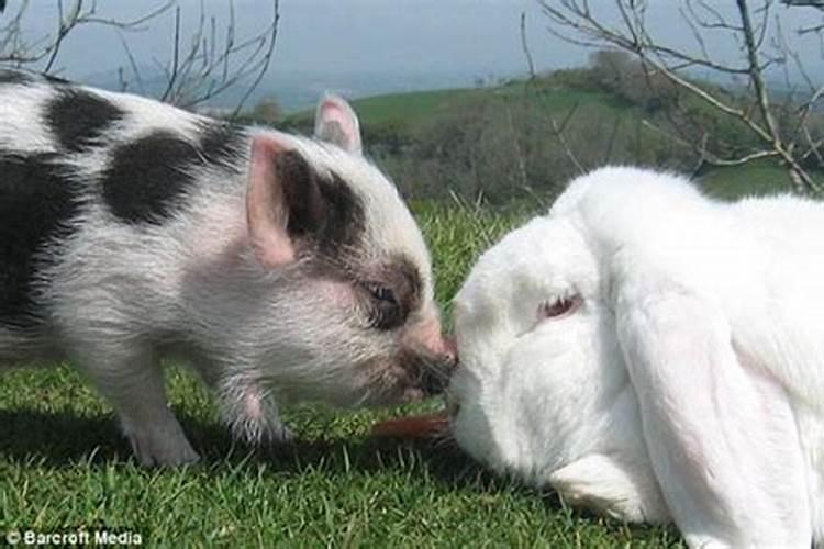 猪和兔合婚幸福吗