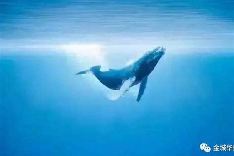 梦见大海很蓝很美还有鲸鱼