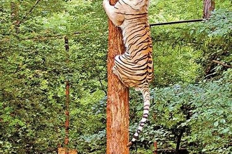 梦到老虎爬树追我咬我