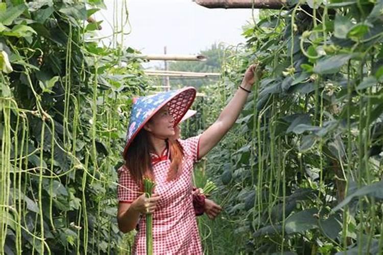 梦见去别人田里摘豆角