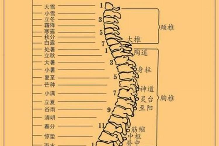 冬至与哪节脊椎对应