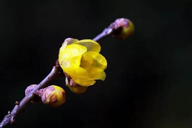 冬至季节有哪些植物