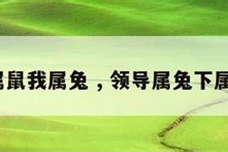 我属羊领导属鼠是不是八字不合