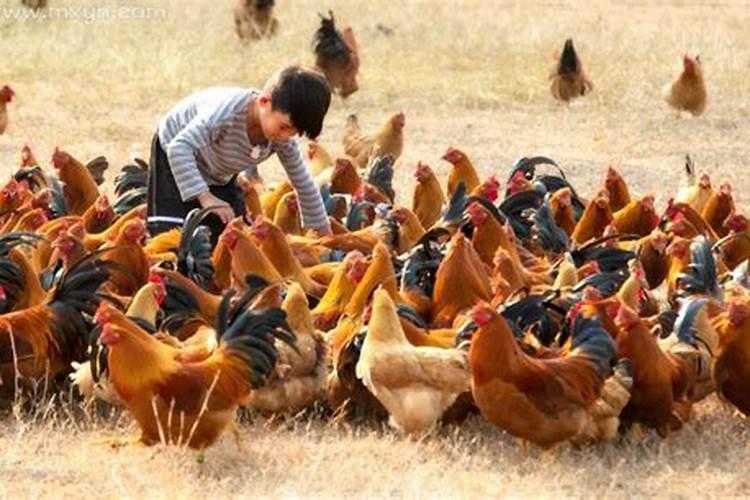 梦见鸡吃食是什么兆头