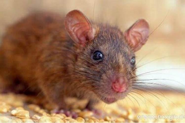 梦见特别大的一只老鼠是什么意思