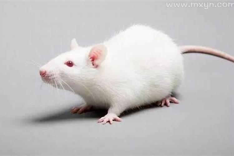 梦见特别大的一只老鼠是什么意思