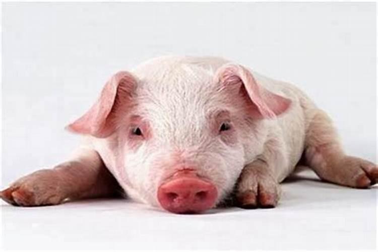 农历三月十五出生的猪