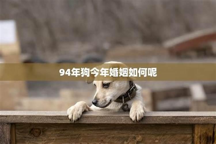 94的狗今年爱情运势如何