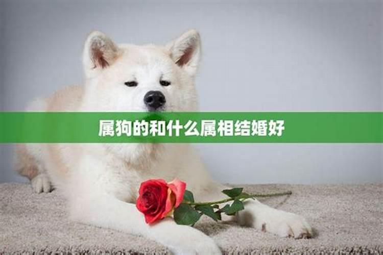 狗结婚配什么属相