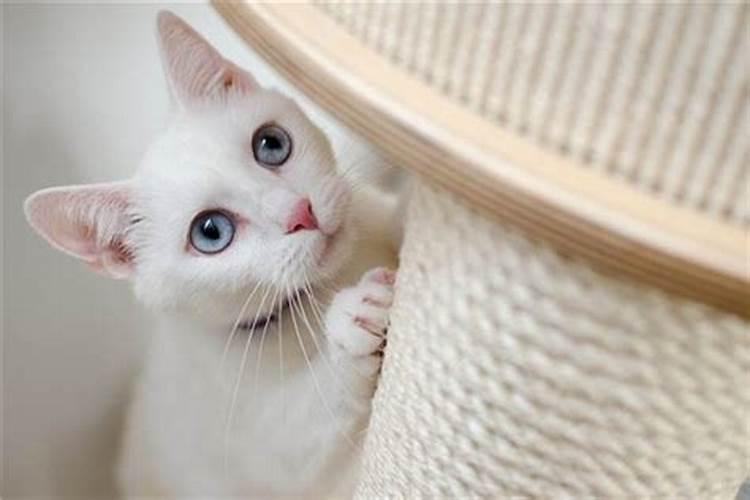 梦见大白猫是什么意思