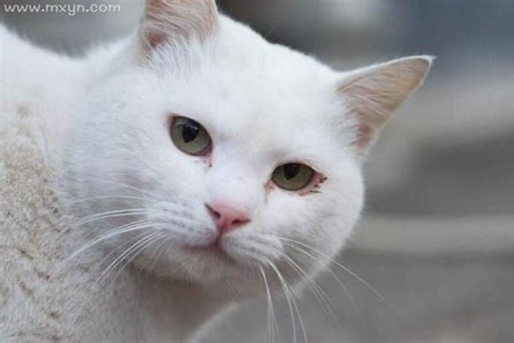 梦见大白猫是什么意思