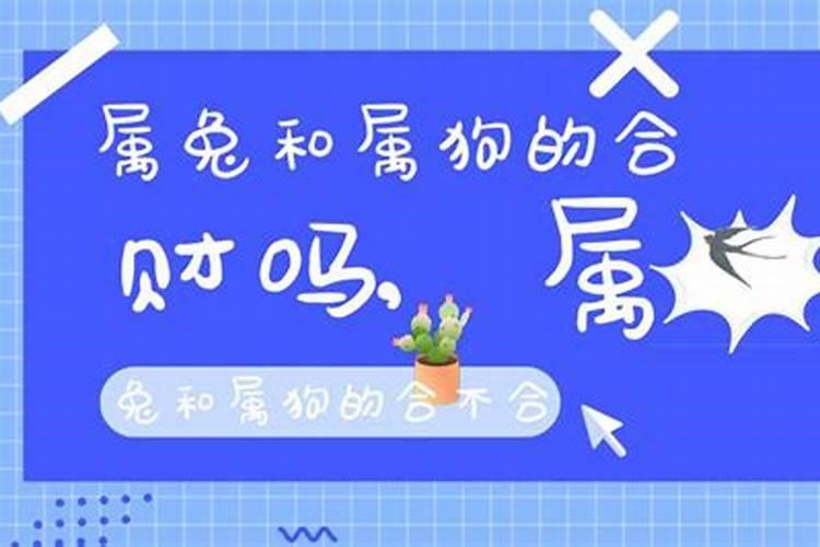 属狗和属兔两个八字合不合