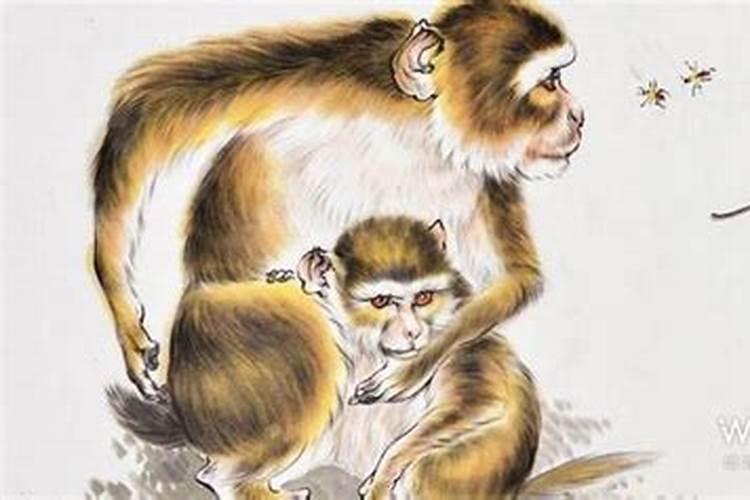 两个属猴的婚姻相配吗？