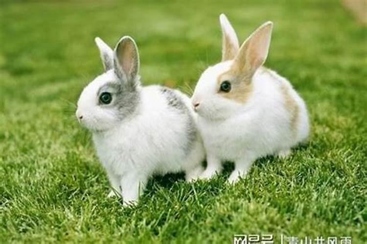 兔跟哪个属相合？