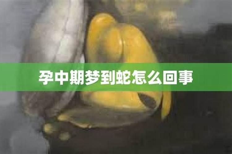 怀孕了梦到蛇是什么意思周公解梦