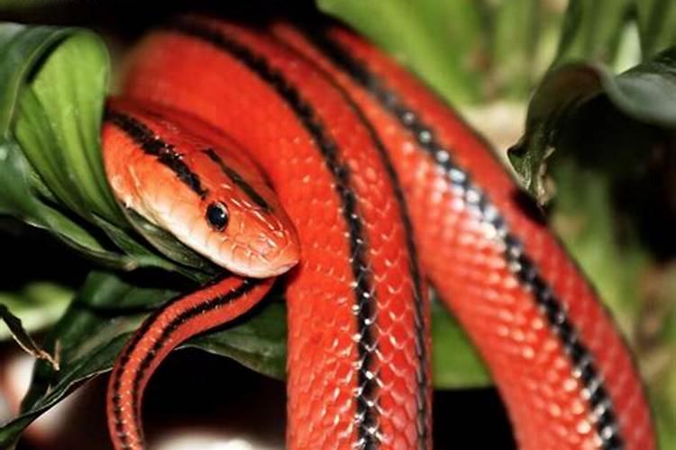 梦见红色的蛇有什么预兆吗