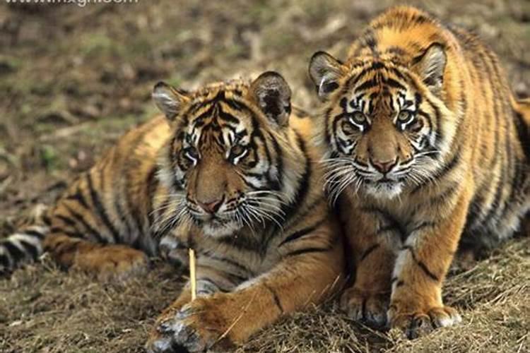 梦见两只老虎进家想吃人