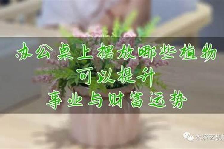 什么植物可以提升运势