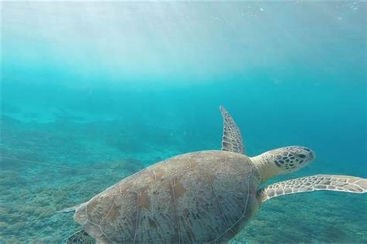 梦见大海水很蓝特别清澈什么意思