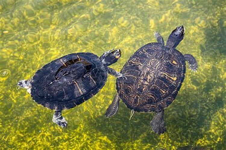 梦见两只超大的乌龟在河里游