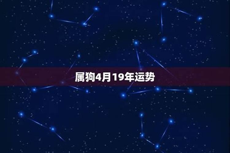 属狗的一九年全年运势如何