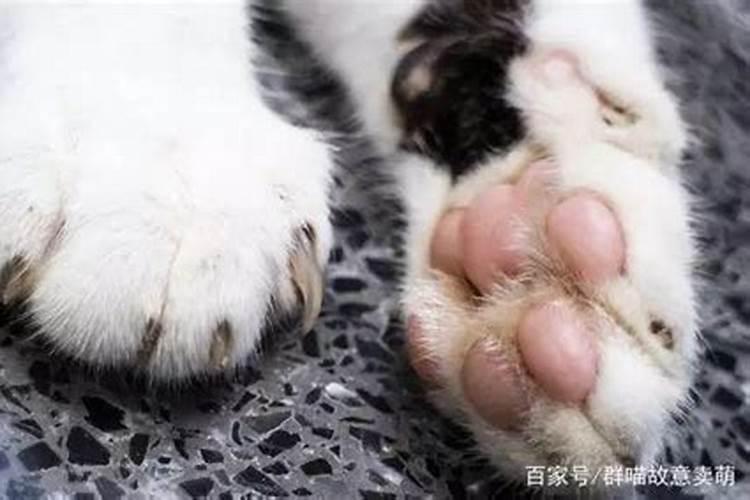 梦见猫爪子扎进肉里