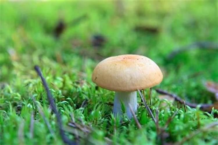 梦见捡蘑菇意味着什么