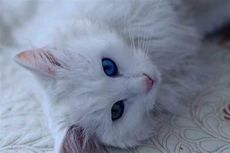 梦见很多白猫是什么预兆