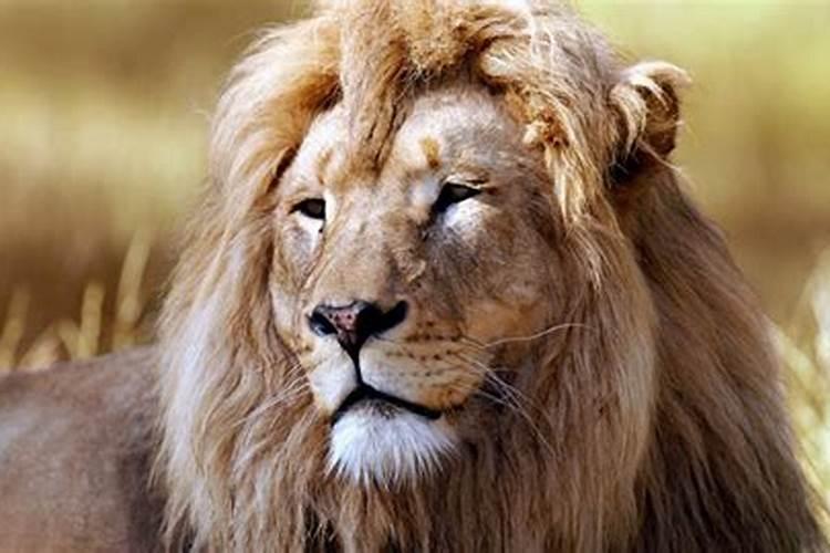 做梦梦见狮子是什么意思