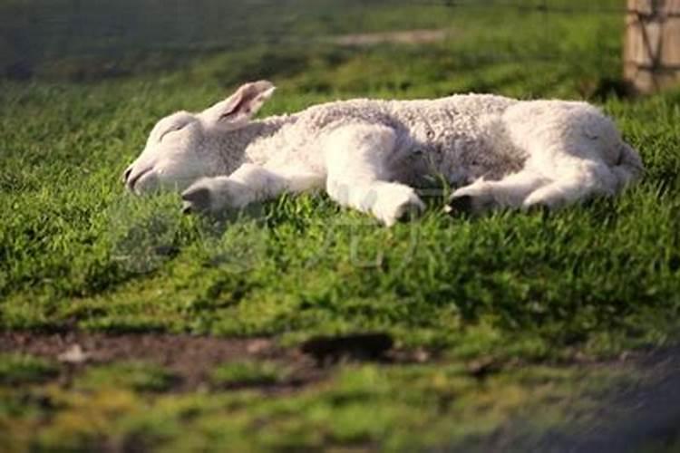梦到一只小羊羔