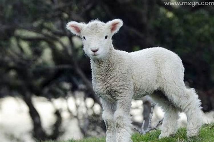 梦到小羊羔是什么意思