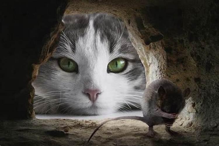 梦见猫捉住了一只老鼠
