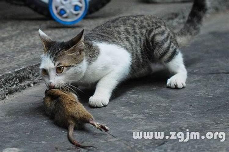 梦见猫捉住了一只老鼠