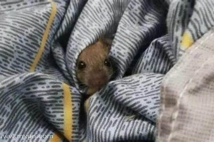梦见老鼠在自己枕头边