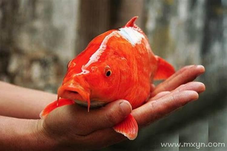 怀孕梦见红色鲤鱼是什么意思
