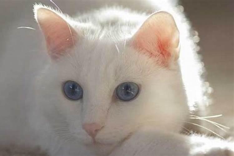 梦见两只白色的猫是什么预兆