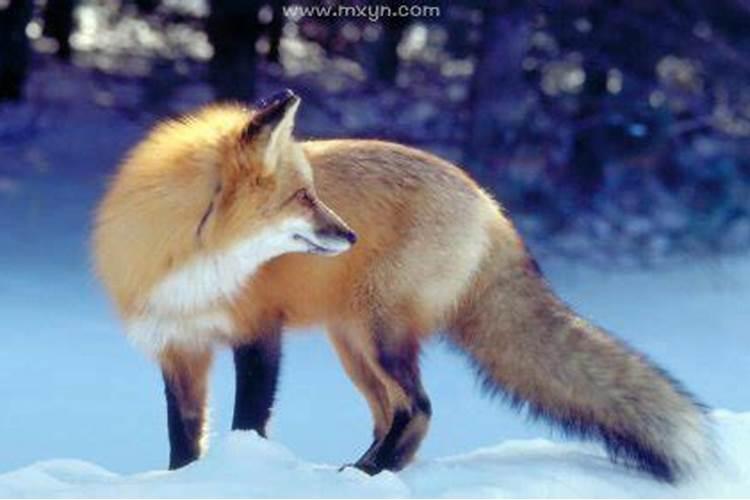 梦见狐狸是什么意思周公解梦
