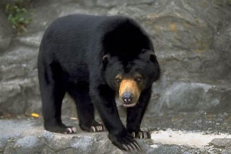 梦见黑色熊是什么意思