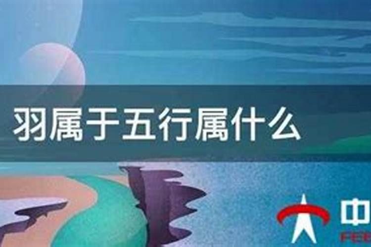 羽属于五行属什么属性