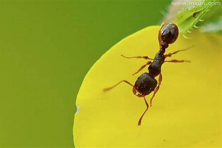 梦到家里有很多软体虫子在爬