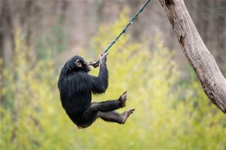 做梦梦见黑猩猩是什么意思周公解梦