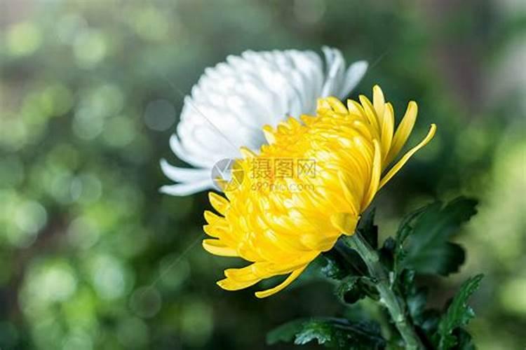 清明节用鲜花祭拜的原因