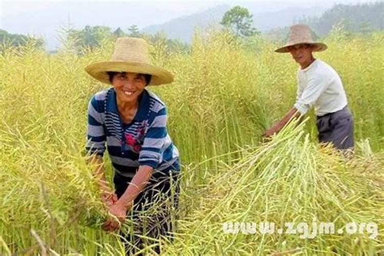 梦见和别人在收割庄稼