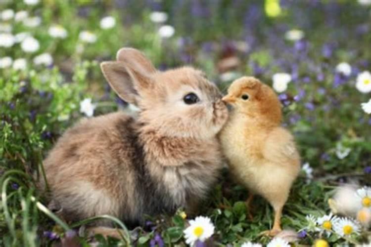 兔鸡合婚能成吗