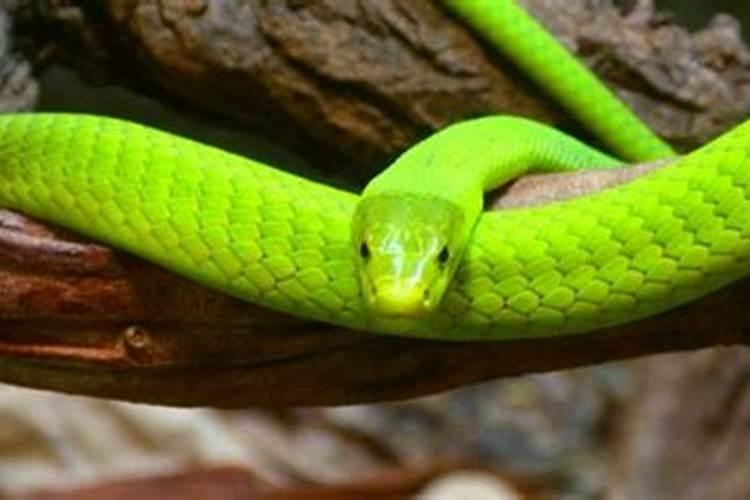 梦见绿色的蛇是什么意思啊