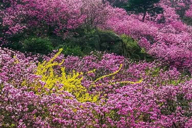 清明节青岛去哪玩