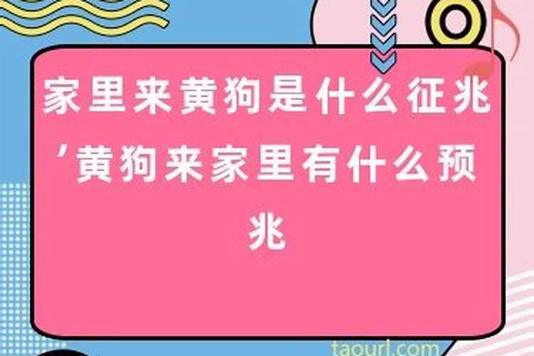 羊和老鼠属相合不合财