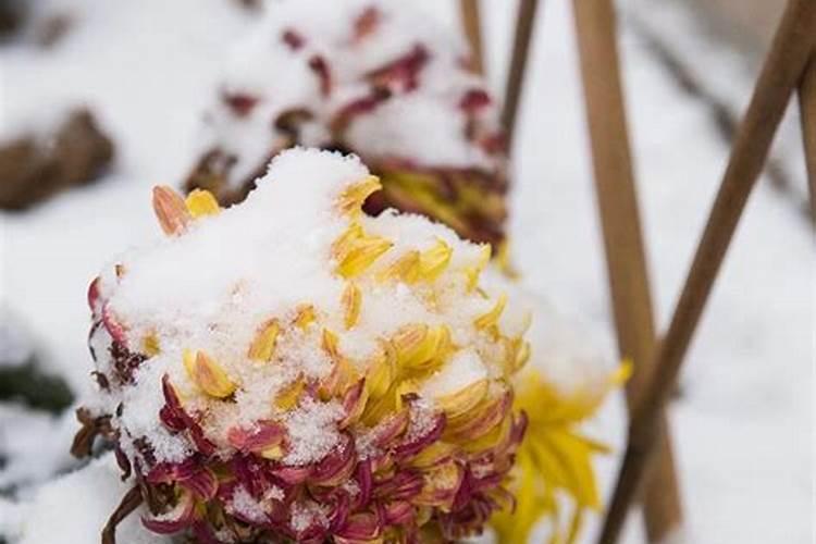 十二生肖谁是菊花,腊月菊花傲霜雪是什么意思