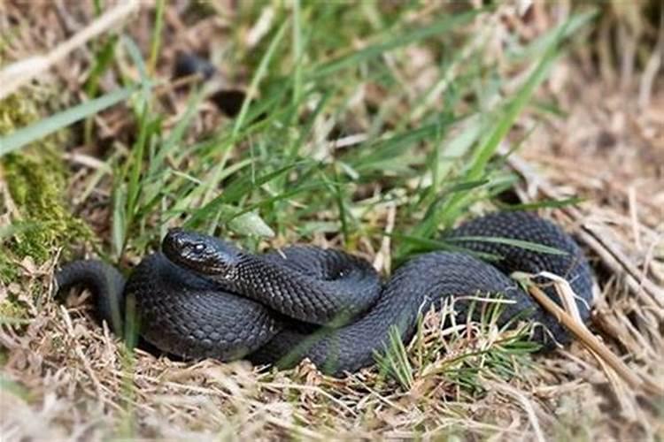 梦见一条大黑蛇是什么意思大家都在打它